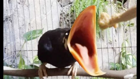 Feeds Baby Asian Myna Bird Youtube