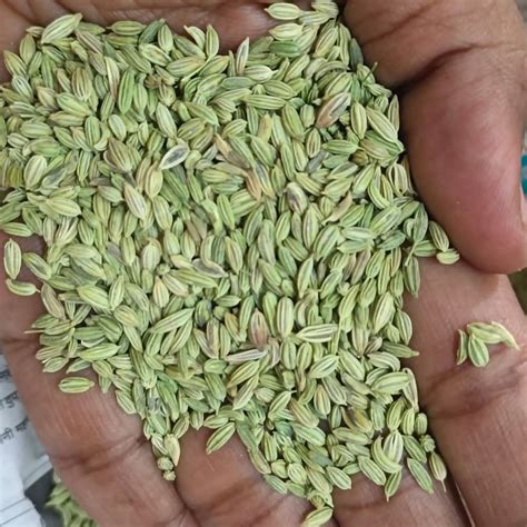 Abu Road Green Fennel Seed Saunf Packaging Type Gunny Bag Packaging