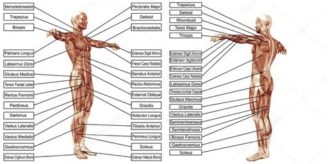 Anatomía Humana Hombre — Fotos De Stock © Design36 95385364