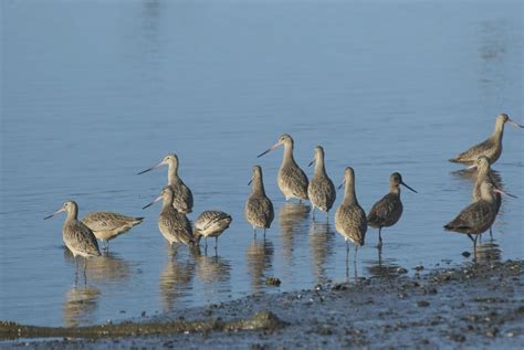 Blue mussel cabin, juneau, alaska, usa. Marbled Godwits, Clam Beach County Park (photo by Susan ...