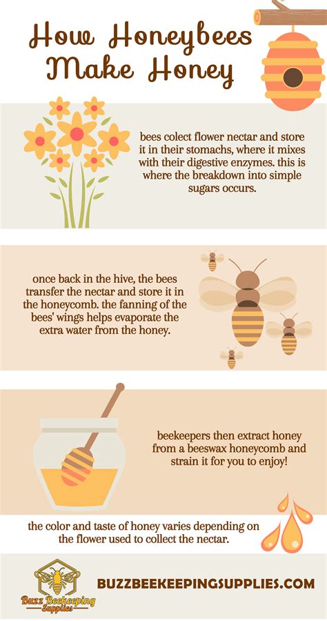 How Bees Make Honey How Bees Make Honey Bee Keeping How To Start Beekeeping How Bees Make