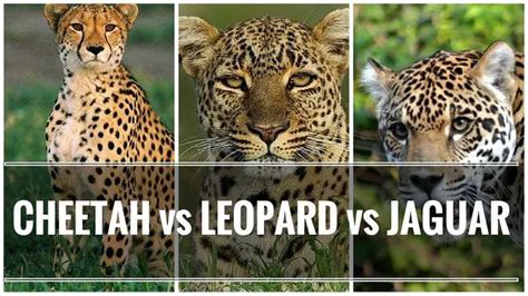 Jaguar Vs Leopard Size Differences Between A Jaguar Vs Cheetah Vs