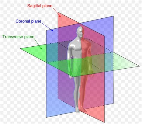Anatomy Sagittal Plane Anatomical Terms Of Location Coronal Plane Png