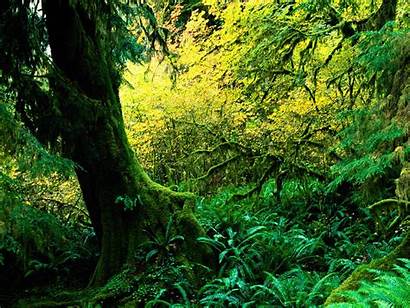 Rainforest Mcconnell Imelda