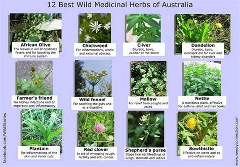 12 Best Medicinal Plants Medicinal Plants Herbs Plants In Australia