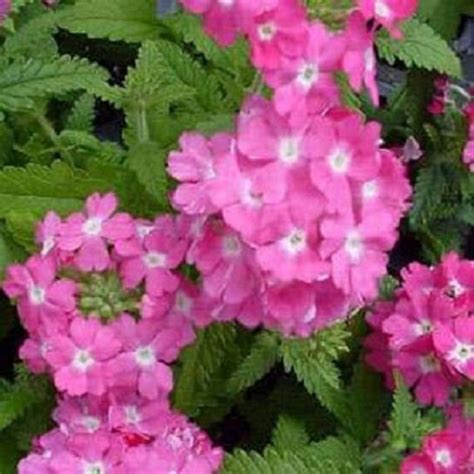 50 Seeds Verbena Compacta Rose