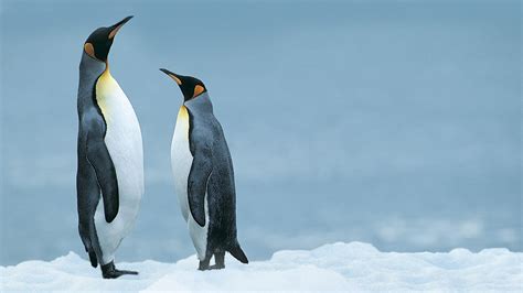 Maybe you would like to learn more about one of these? Penguin Full HD Wallpaper and Background Image | 1920x1080 ...