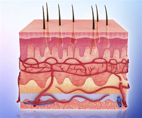 Subcutaneous Tissue Is The Innermost Layer Of Skin