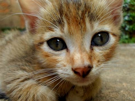Free Images Animal Pet Fur Young Kitten Feline Whisker Fauna