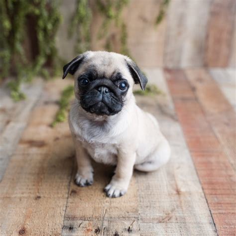 Teacup Pug Puppies New Arrivals Pug Puppies For Sale Small Puppy