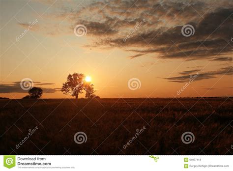 Summer Landscape With A Lone Tree At Sunset Stock Image Image Of