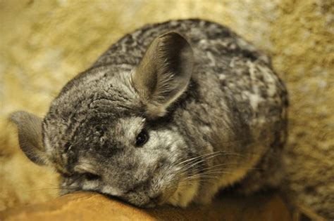 images  chinchilla  pinterest pets andes mountains  rodents