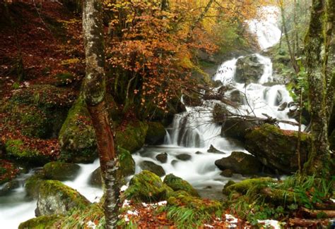 Forest Trees Autumn Waterfall Rocks Moss Nature Wallpapers Hd