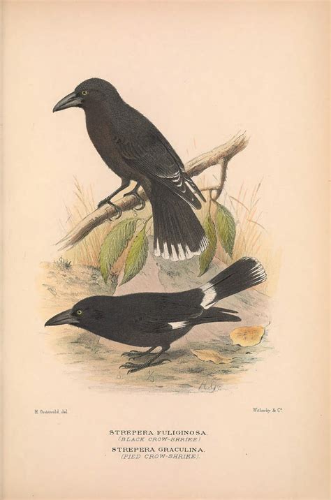 N548w1150 The Birds Of Australia London Witherby And Co1 Flickr