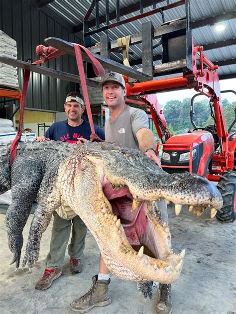 longest alligator in mississippi history captured by hunters guernsey press