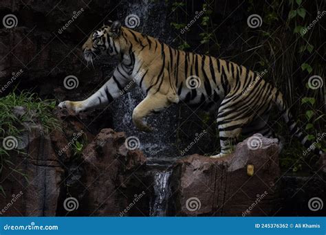 Tiger Walk On Waterfall Stock Photo Image Of Animal 245376362