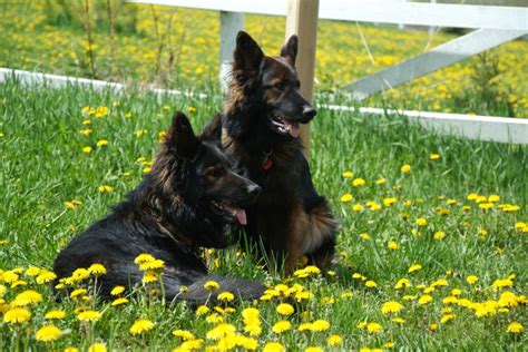 Sable long coat german shepherd in tx, wolfgang haus german shepherds. Meet Shadow and Joelle, two long haired, black sable ...