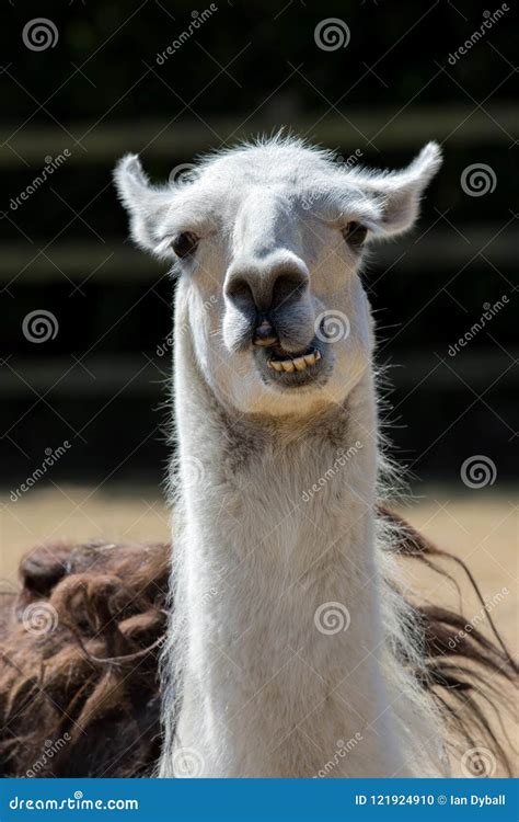 Dumb Animal Cute Crazy Llama Pulling Face Funny Meme Image Stock