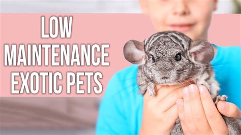 Low Maintenance Exotic Pets That Everyone Can Own Youtube