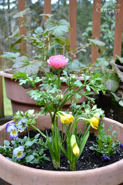 Ideas And Tips To Refresh Your Flower Pots For Spring An