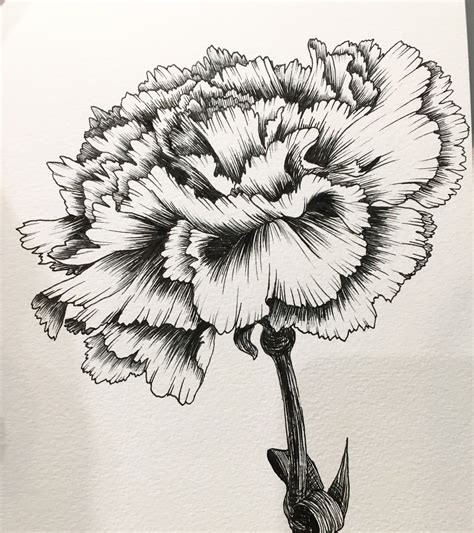 Carnation Sketch At Explore Collection Of