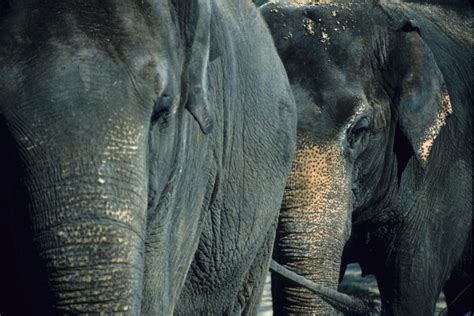 Asian Elephants Intelligent Sociable But Endangered Wwf