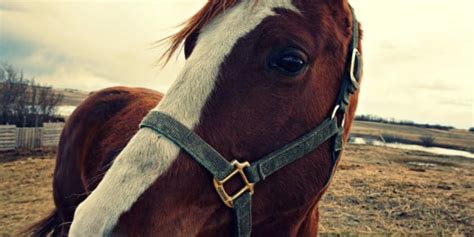 Which then led to creating heart of horse sense, a nonprofit located in the beautiful rolling hills of western north carolina. Horse Sense | Story Quilt