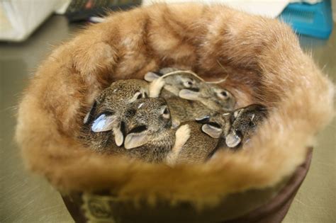 Fur For The Animals Born Free Usa Collects Fur Clothing