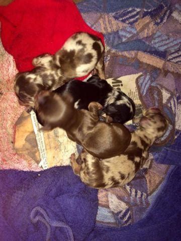 Dapple dachshund puppy dachshund puppies for sale. Dapple mini dachshund puppies for Sale in Gladstone ...