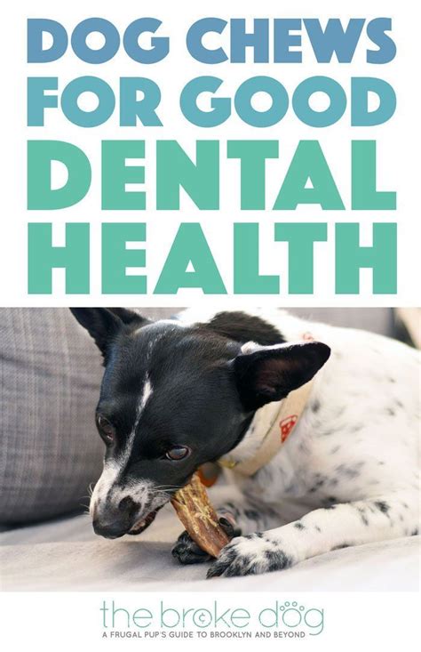 This is fine for cleanings or cavity fillings, so supplemental dental insurance is a great purchase when you know you. Dog Chews For Good Dental Health From Only Natural Pet ...