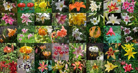 100 Different Types Of Lilies For Your Perennial Beds Florgeous