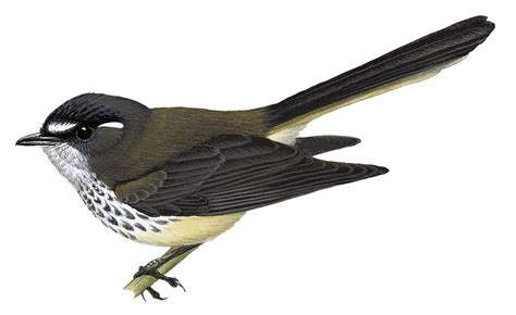 Streaked Fantail Rhipidura Verreauxi World Bird Names