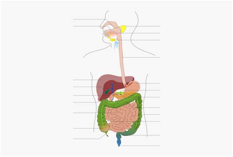 Digestive System Diagram Filedigestive System Diagram No Labels Images