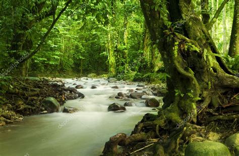 Tropical Rainforest And River Stock Photo By ©szefei 3725598