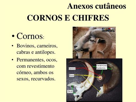 Diferença Entre Chifres E Cornos