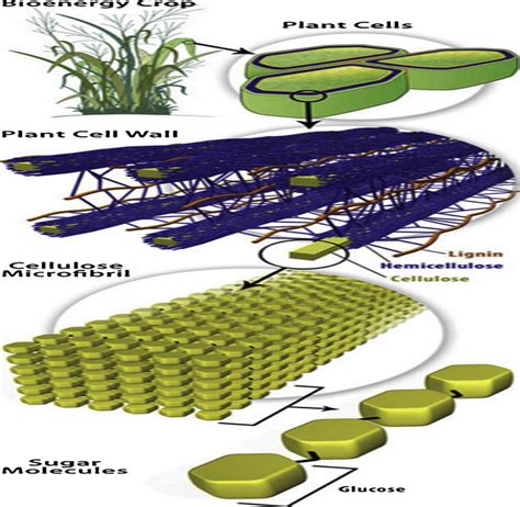 General Structure Of Lignocellulose In Plant Cell Walls Liao Et Al Download Scientific