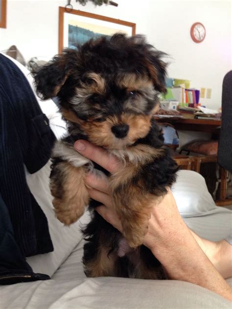 Bichon Poodle Mix Puppies For Sale Georgia