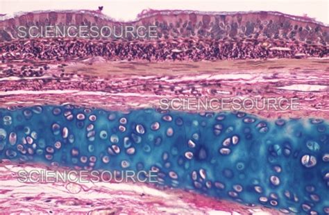 Photograph Hyaline Cartilage Science Source Images