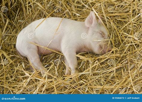 Piglet Stock Photo Image Of Sleeping Animal Straw Barn 9586872