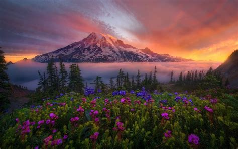 Flowers Mountains Hd Nature 4k Wallpapers Images Backgrounds