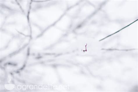 5 Tips For Photographing Snow A Grande Life