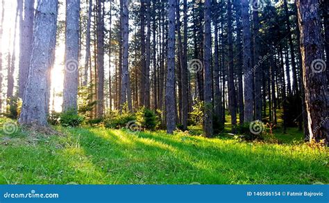 Fantastic Scenery Of Nature Pure Green Grass Illuminated By The Sun