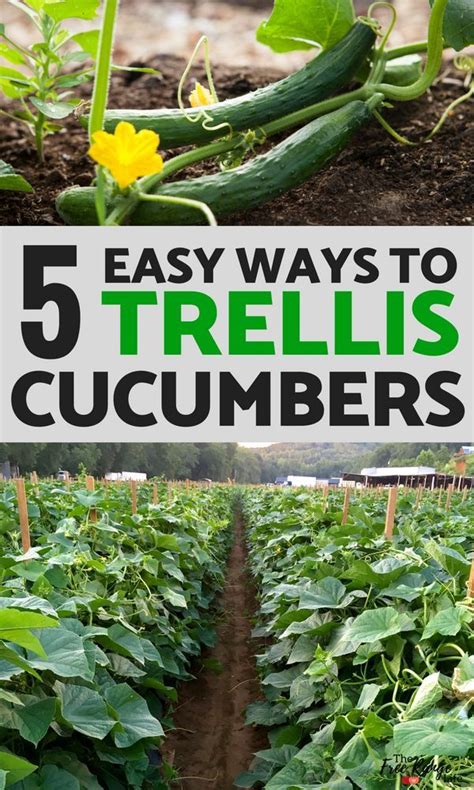 11 Easy Diy Cucumber Trellis Ideas Cucumber Trellis Growing