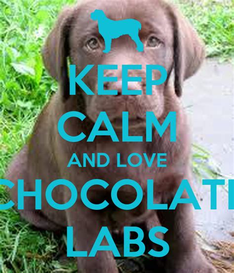 Keep Calm And Love Chocolate Labs Poster Court Keep Calm O Matic