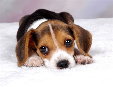 Beagle Puppy Wallpapers Wallpaper Cave