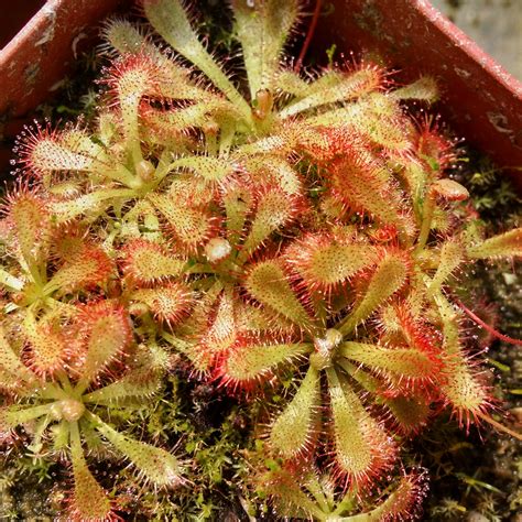 Carnivorous Plants Archives - Cactus Jungle