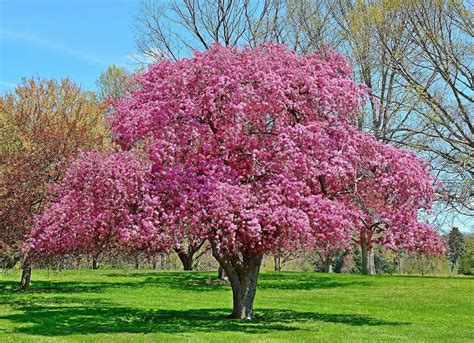 The Total Guide To Growing And Caring For A Crabapple Tree