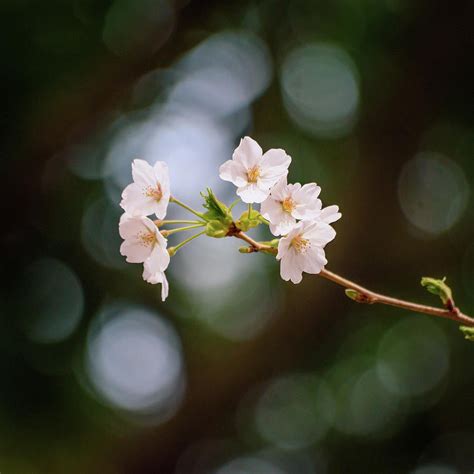 Cherry Blossoms With Bokeh Photograph By Jordan Mcchesney Fine Art
