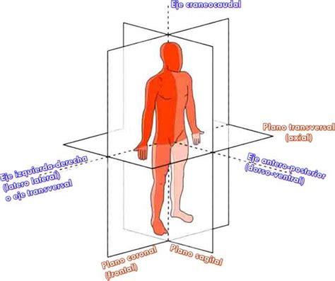 Planos anatómicos y ejes del cuerpo humano