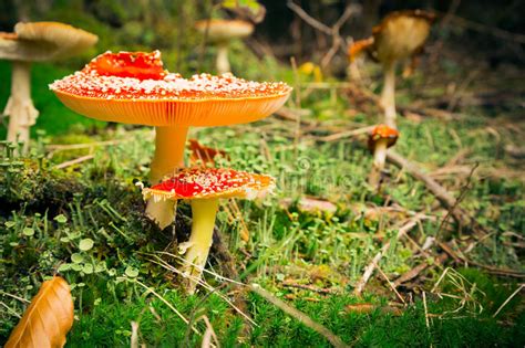 Mushroom In The Forest Stock Image Image Of Horizontal 87398333